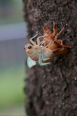 日本の夏にみられるセミの脱皮/羽化