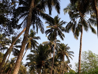 Fototapeta premium palm tree in the wind, coconut palm trees in the beach, Arabian sea beach in the goa. 