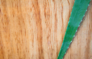 aloe vera on wooden table background
