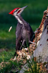 Male Pileated Woodpecker