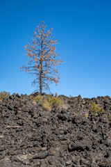 Lone tree growing out of the lava rock at Lava Lands - Newberry Volcano National Monument in Oregon
