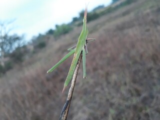 praying mantis on the grass, green grasshopper in grass field,  Indian grass field, grasshopper on the dry grass. 