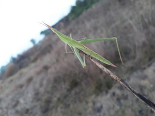 green grasshopper in grass field,  Indian grass field, grasshopper on the dry grass. 