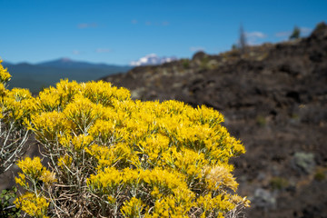 Rubber rabbitbrush, a speccies of Goldenbushes growing in Lava Lands Newberry Volcano National Monument