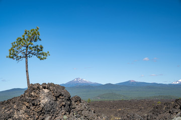 Fototapeta na wymiar Lone tree grows out of the lava flow in Newberry Volcano National Monument, Mt Bachelor in background