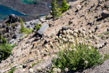 Obraz na płótnie Canvas Western pasqueflower (also known as towhead baby flower) growing wild at Crater Lake National Park