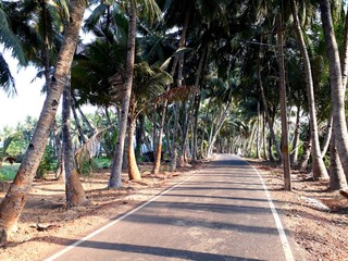 Obraz premium palm trees on the beach, beautiful road side coconut trees. Road side trees view.