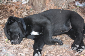 black labrador retriever puppy
