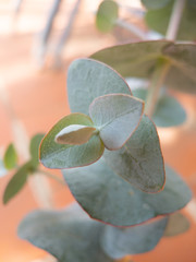 Eucalyptus pulverulenta also known as Dwarf Baby Blue Eucalyptus or silver dollar plant growing in...