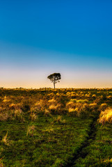 Árbol solitario