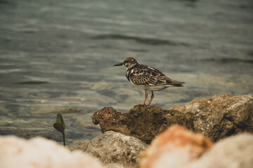 bird by water