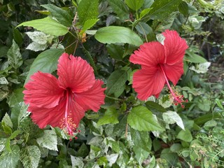 red hibiscus flower in nature garden
