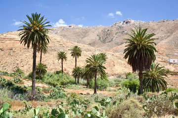 Beautiful view of Canary Island Date Palm (Phoenix canariensis)