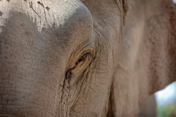 Portrait of Asian elephant near Luang Prabang in Laos