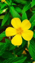Portrait shot of Single Flower of Yellow Alder or Turnera Ulmifolia 