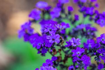 Macro texture background view of tiny purple heliotrope flowers (heliotropium arborescens) in a sunny garden