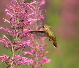 hummingbird and flower