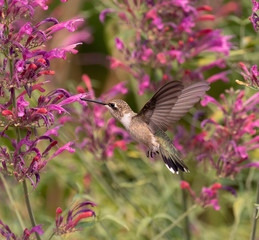 Naklejka na ściany i meble hummingbird feeding on flower