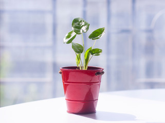 Green Plant in a Red Pot
