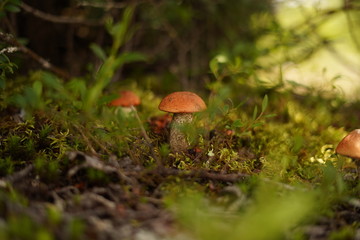 Mushroom on a virgin forest