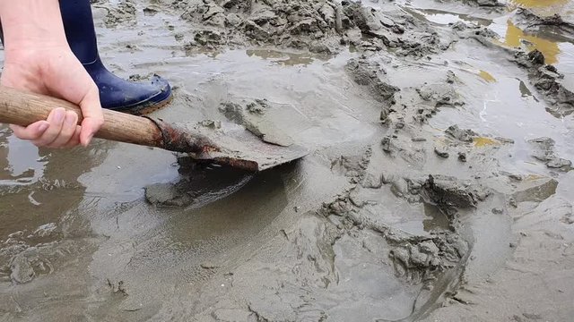 Digging the mud with a shovel to find clams during summer vacation at Korea west coast beach mud flats.