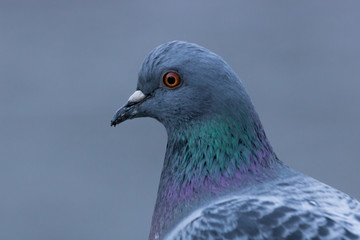 colorful pigeon 