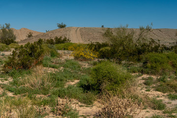 Road path on the Imperial Sand dunes featuring the tracks of a tire going up the hill and wildflowers, California, USA