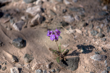 Phacelia fremontii, purple, in the desert of Southern California