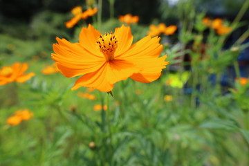 夏山のコスモス