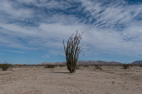 A lone ocotillo by the railroad tracks against a blue sky with ew clouds in the desert of Southern California