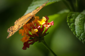 Mariposa Silvestre 2