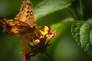 Mariposa Silvestre 3