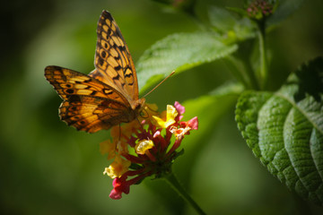 Mariposa Silvestre 4