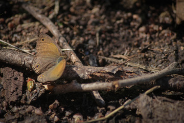 Mariposa Tierra 1