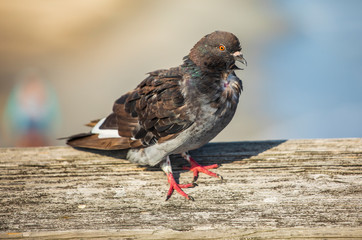 Playful Pigeons