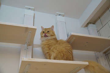 キャットウォークで寝そべる猫（マンチカン）