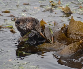A sea otter (Enhydra lutris) wrapped in kelp along the edge of Elkhorn Slough in California