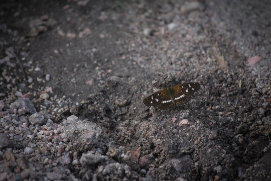 Mariposa Oscura