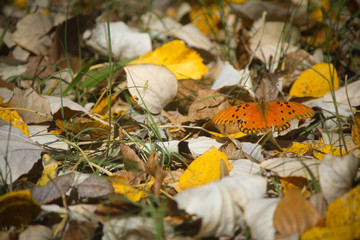Mariposa naranja 2