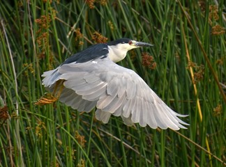 A black-crowned night heron, Nycticorax nycticorax, takes flight in front of a tall stand of green reeds, in Watsonville Slough in California