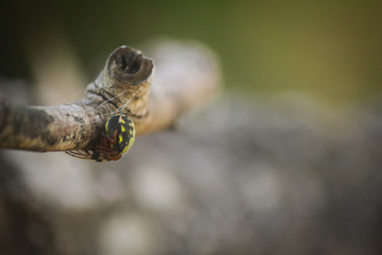 Ara&ntilde;a