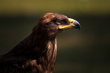 golden eagle