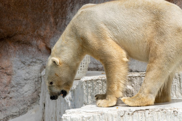 Polar bear at the Osaka Zoo in Japan