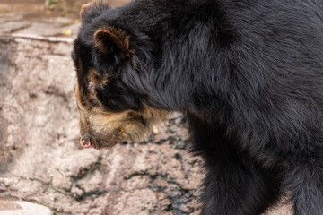 Spectacled bear (Andean bear) at the Osaka Zoo in Japan