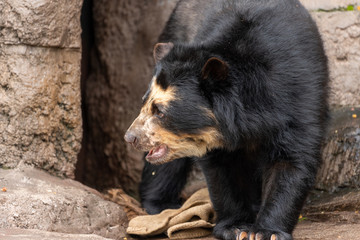 Spectacled bear (Andean bear) at the Osaka Zoo in Japan
