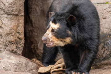 Spectacled bear (Andean bear) at the Osaka Zoo in Japan