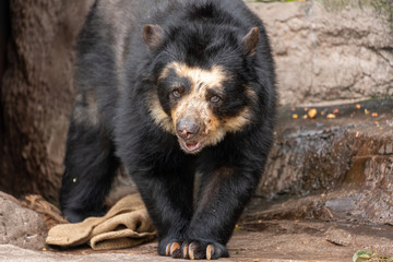 Naklejka na ściany i meble Spectacled bear (Andean bear) at the Osaka Zoo in Japan
