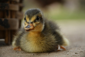 a duckling sitting on the ground