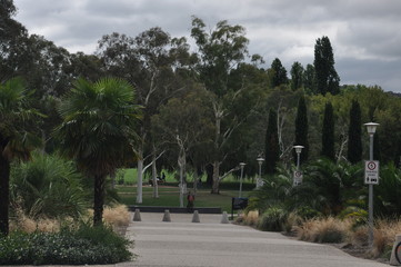 Fototapeta premium the road to the forest