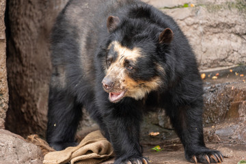 Obraz na płótnie Canvas Spectacled bear (Andean bear) at the Osaka Zoo in Japan